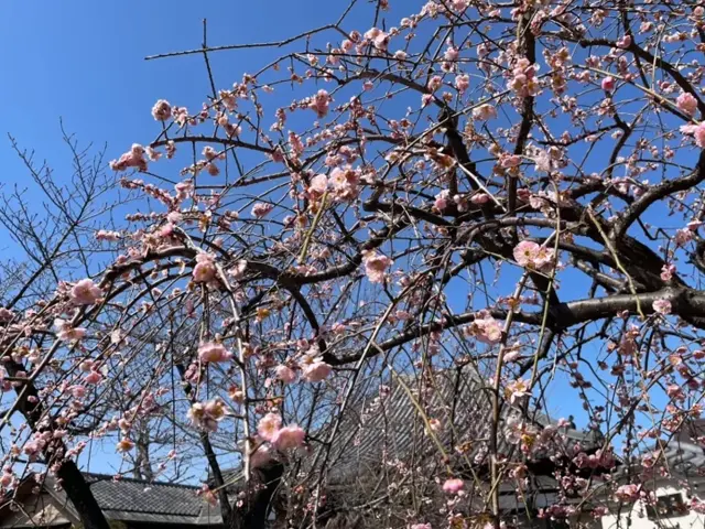 枝垂れ梅