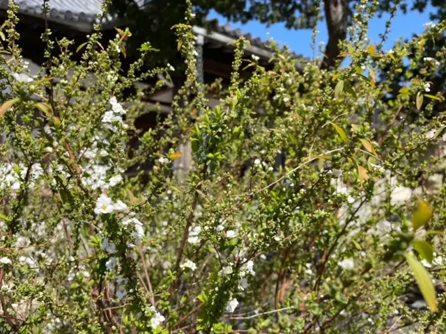 雪栁