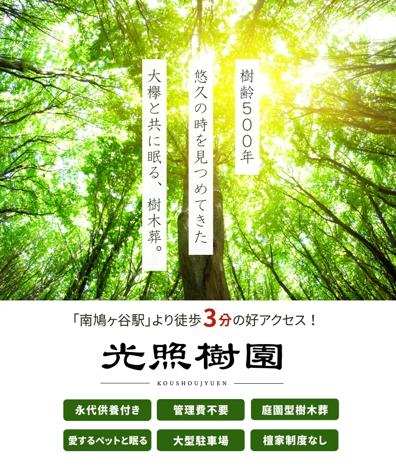 樹齢500年の大欅（ケヤキ）の下で眠る、川口市の樹木葬「光照樹園」。南鳩ヶ谷駅から徒歩3分